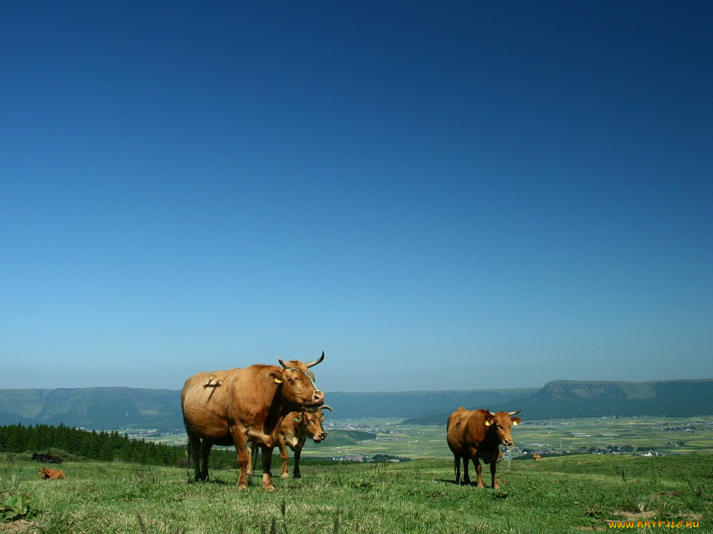 животные, коровы, буйволы