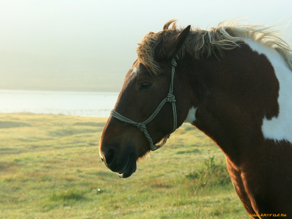 животные, лошади