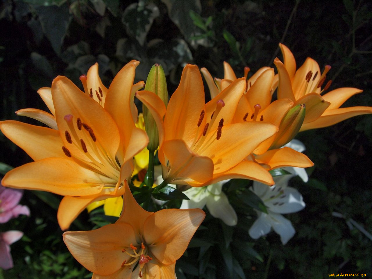 цветы, лилии, лилейники