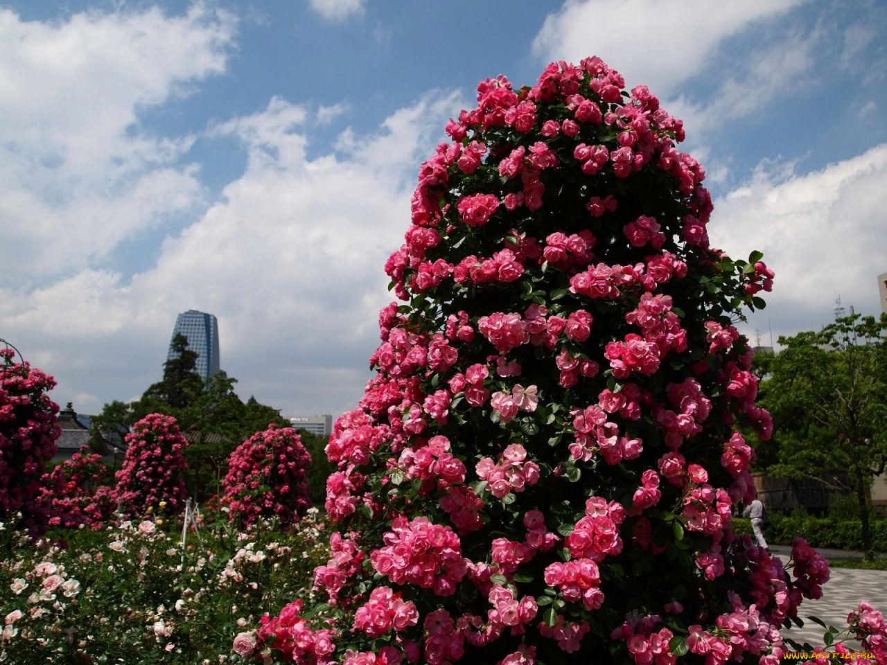 цветы, розы