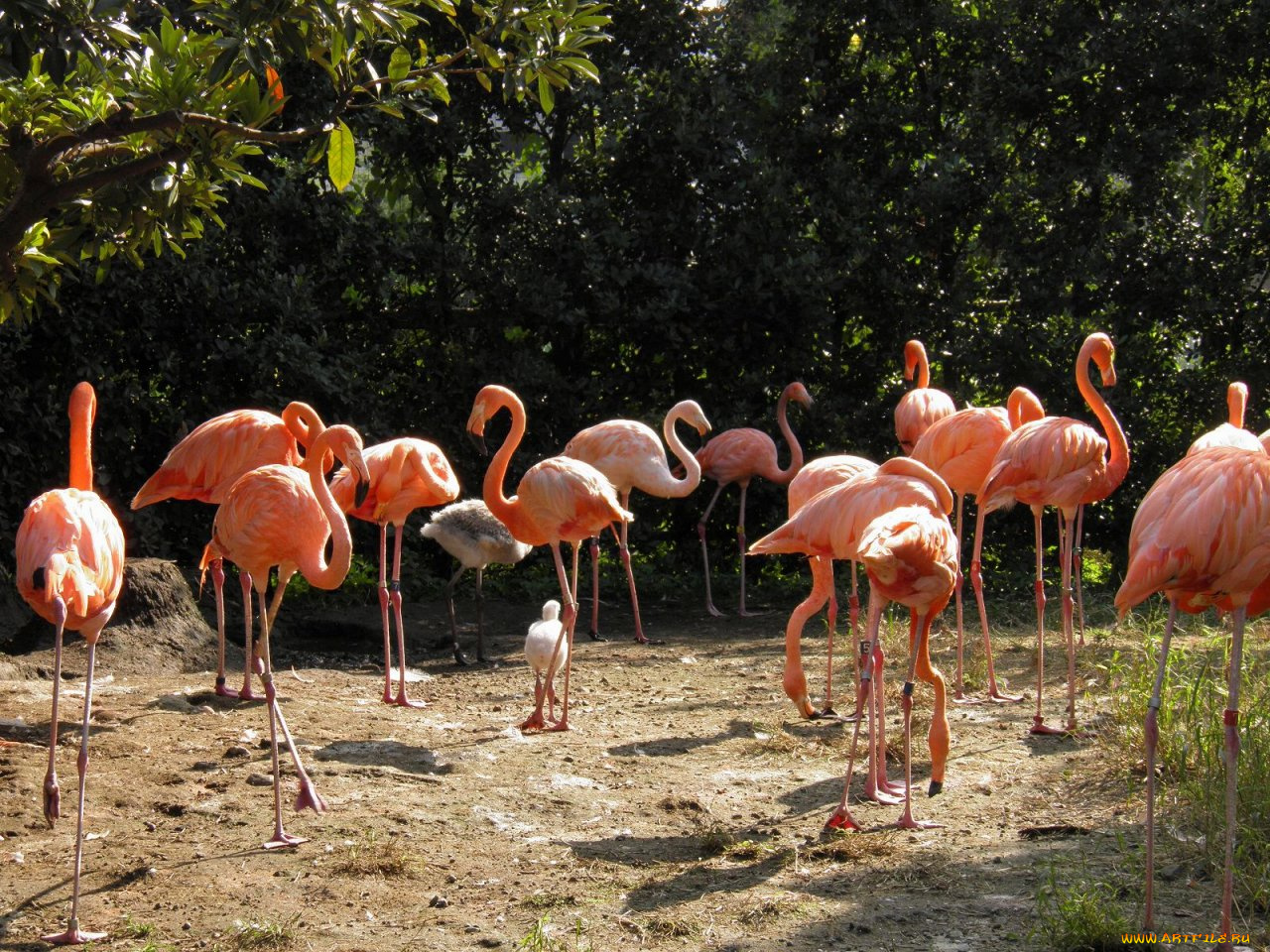 животные, фламинго