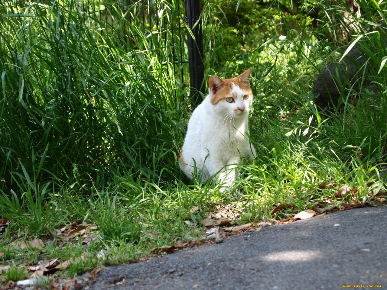 животные, коты