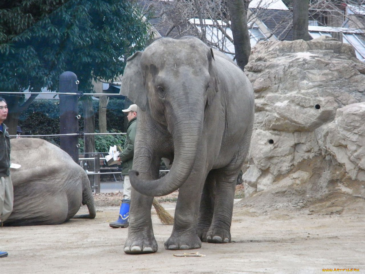 животные, слоны