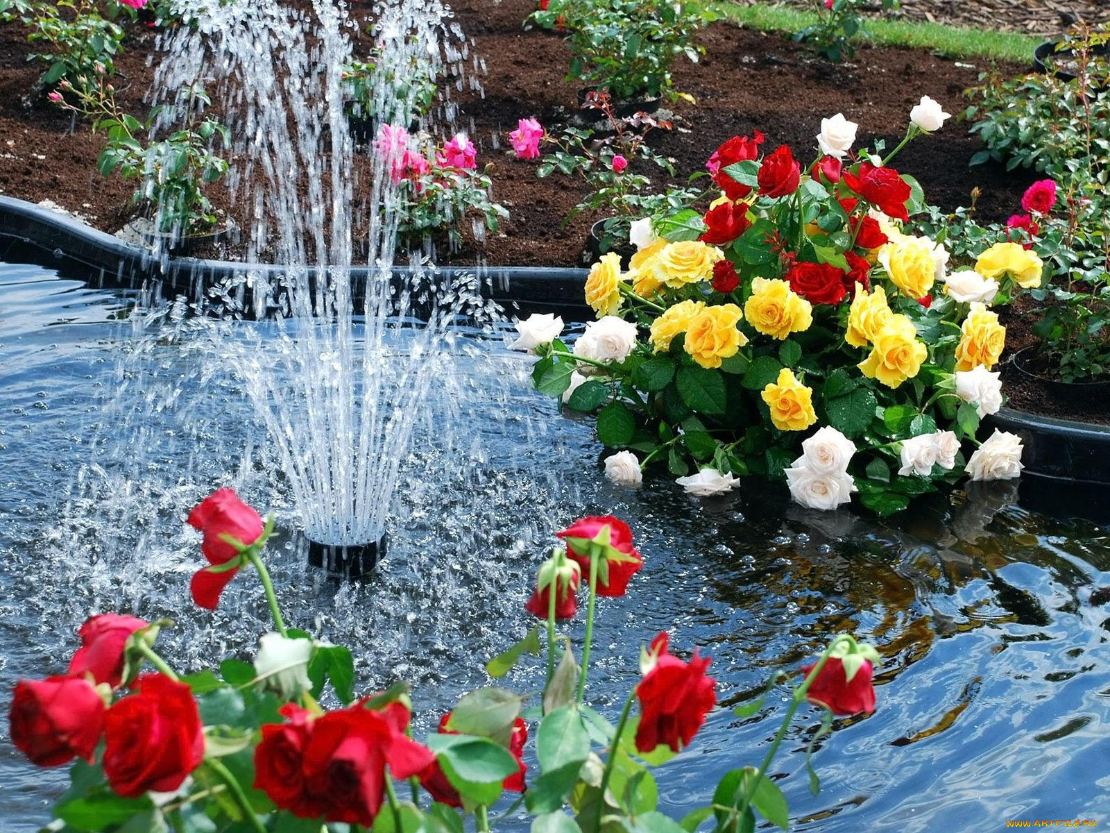 цветы, розы