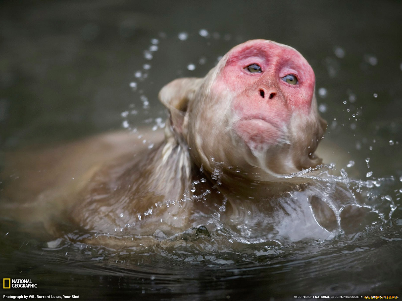 животные, обезьяны