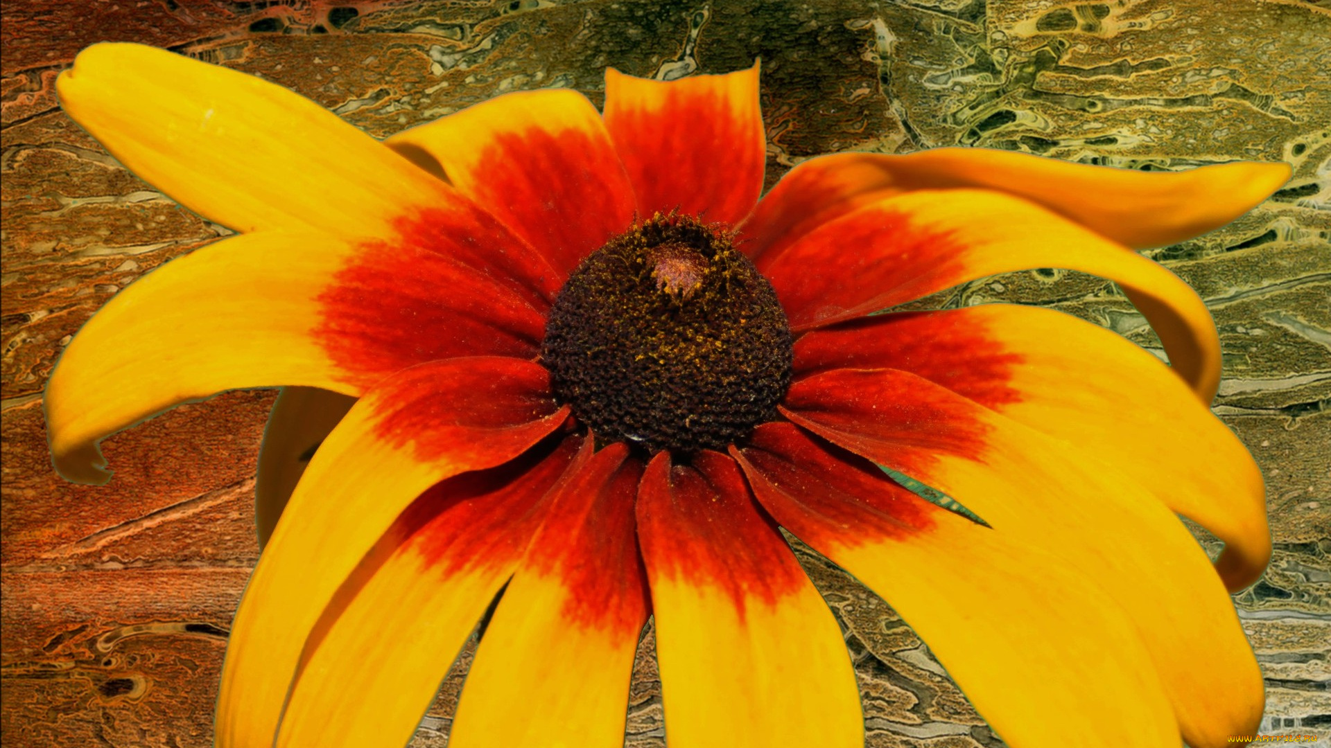 цветы, рудбекия