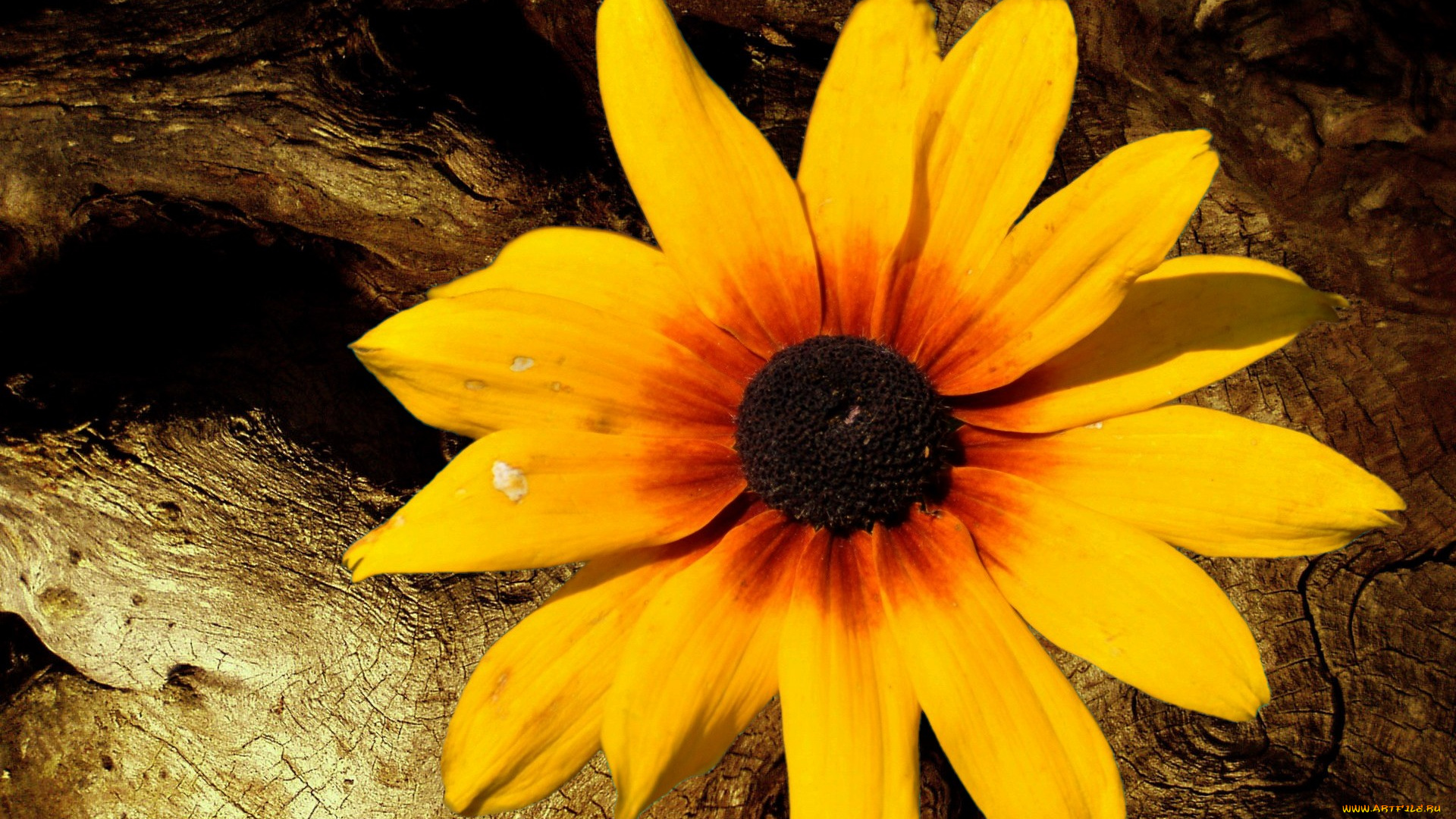 цветы, рудбекия