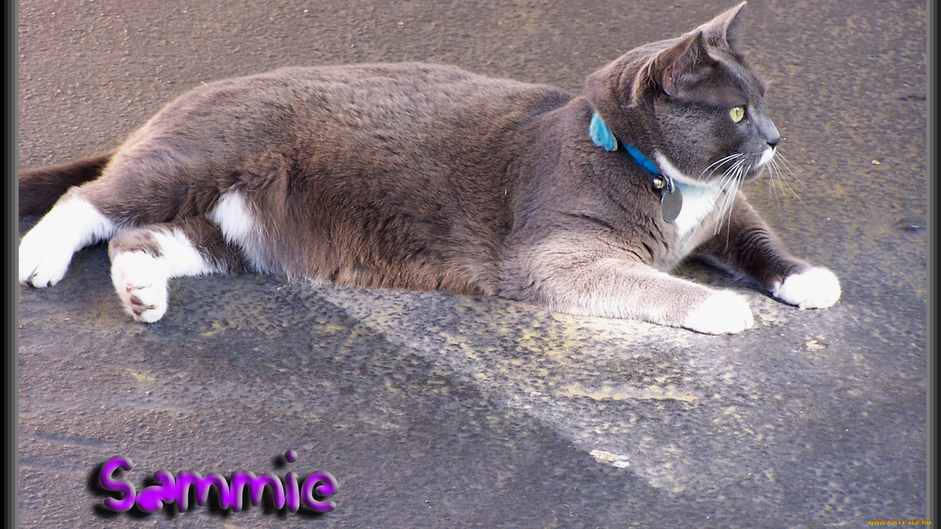 животные, коты