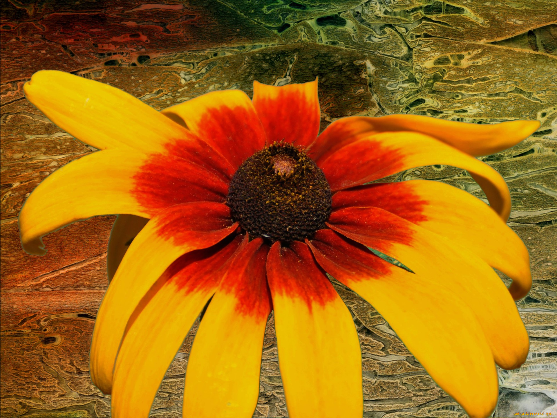 цветы, рудбекия