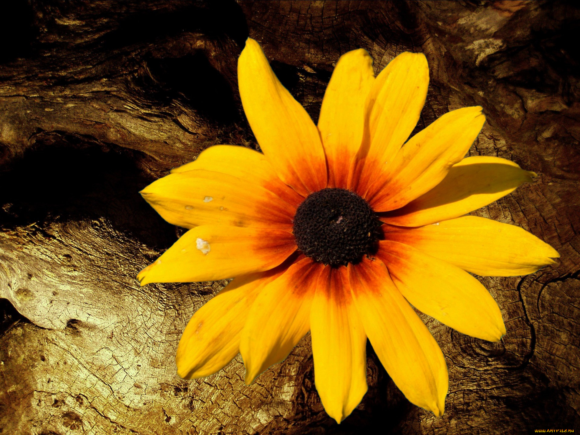 цветы, рудбекия