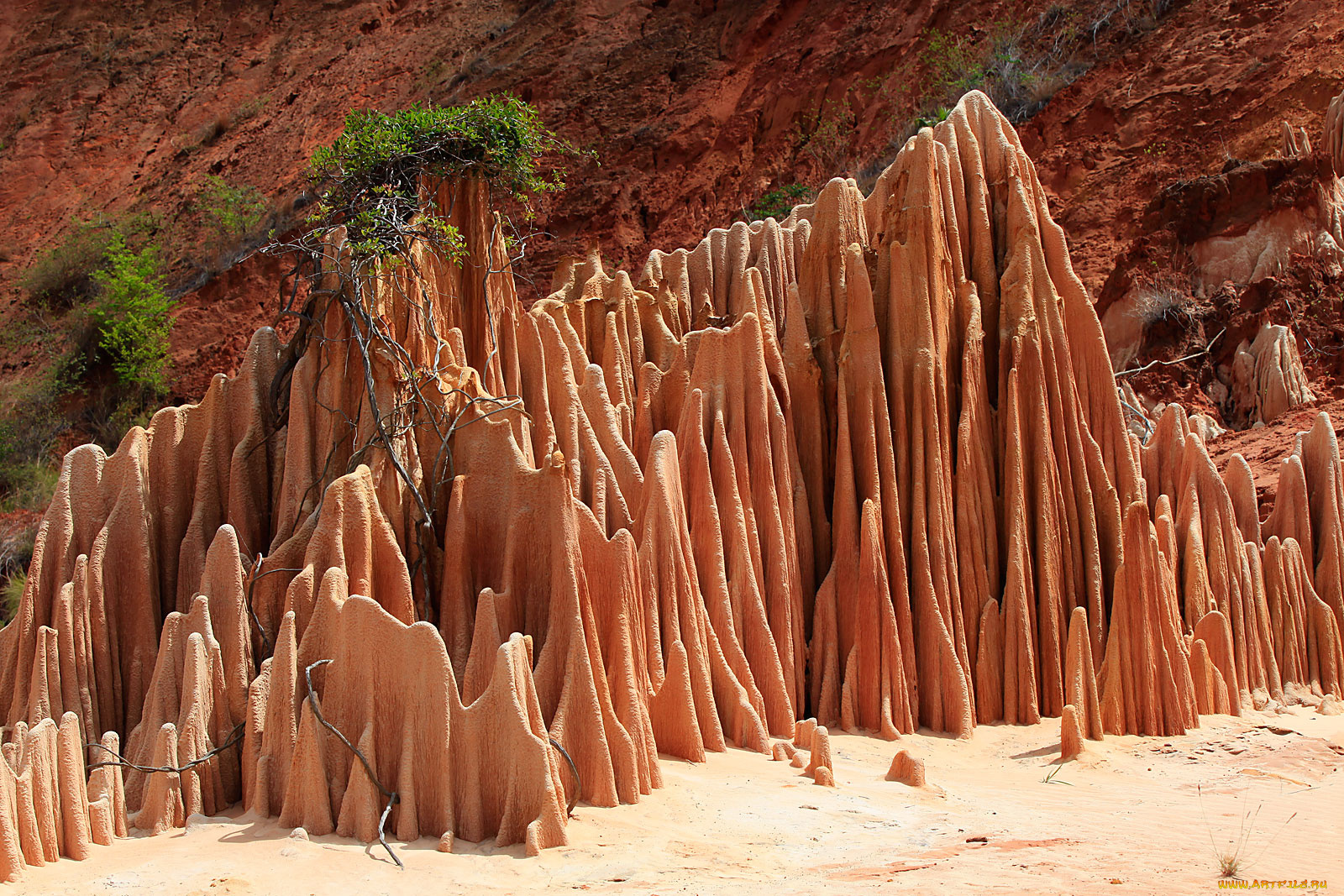 red, tsingy, мадагаскар, природа, камни, минералы, кусты, скалы