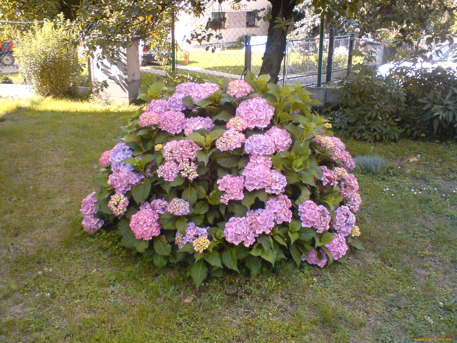 цветы, гортензия, куст