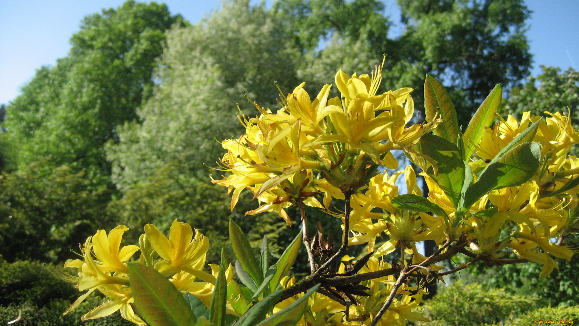 азалия, цветы, рододендроны, азалии, желтые