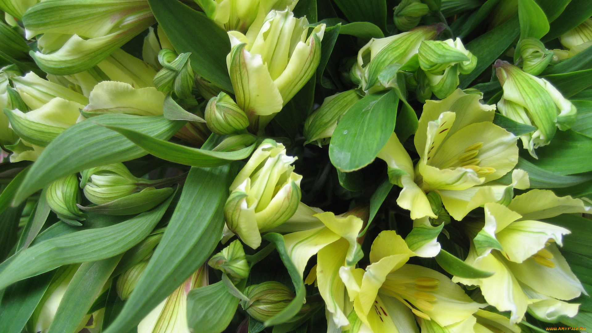 цветы, альстромерия, бутоны