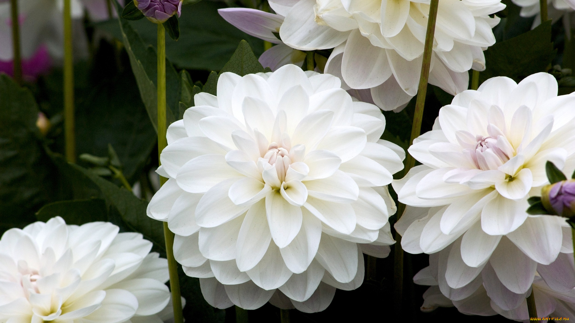 цветы, георгины, белый, круглый, много