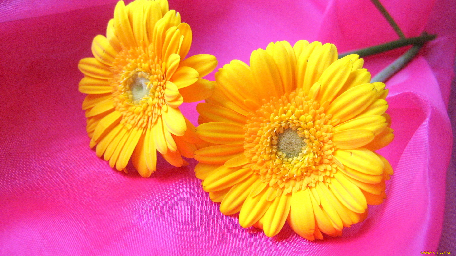 цветы, герберы, желтые