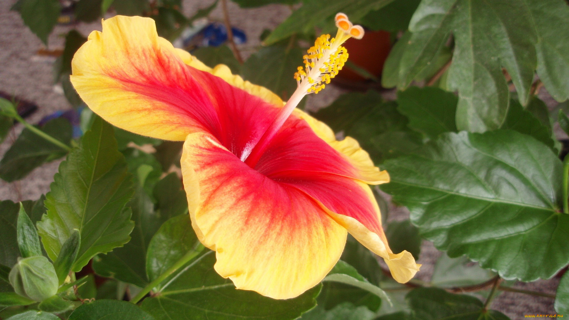 цветы, гибискусы, желто-красный
