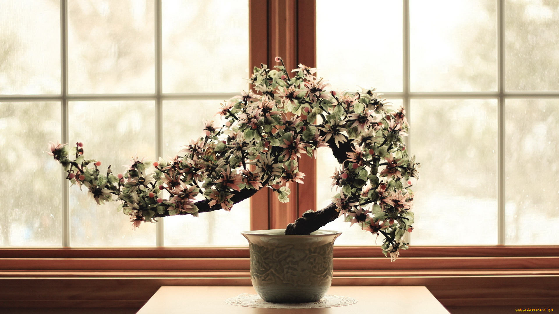 природа, деревья, бонсай