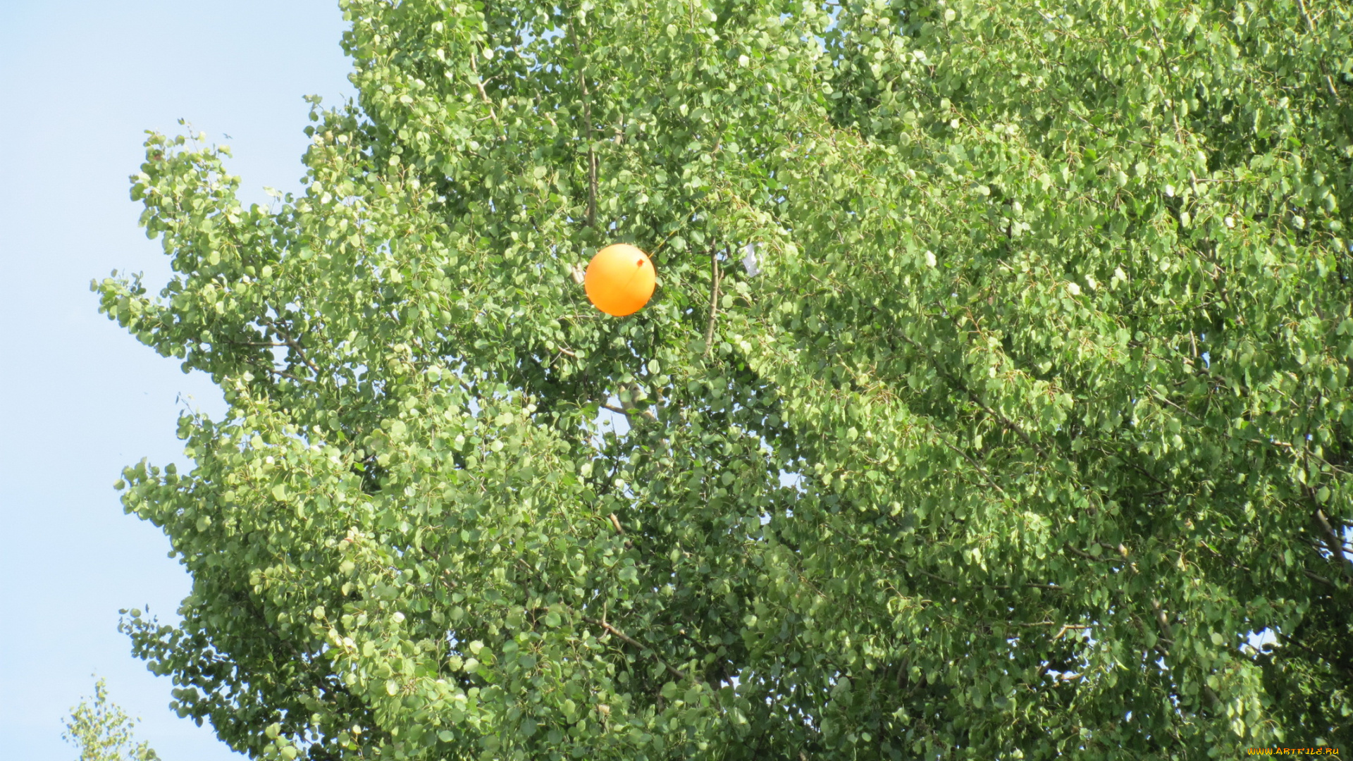 природа, деревья, дерево, шарик
