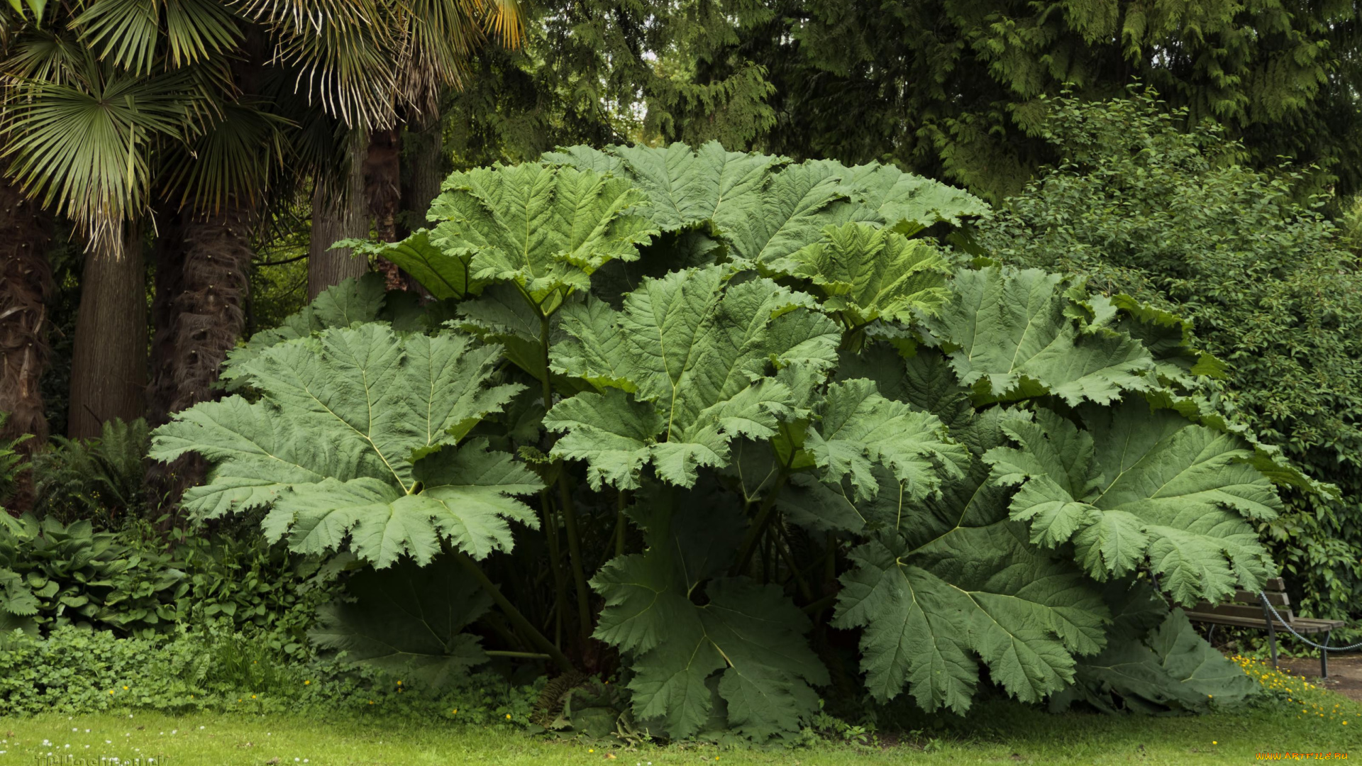 природа, листья