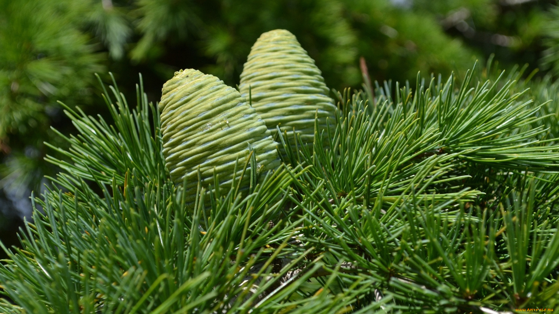 природа, шишки, жёлуди, каштаны, кедр, хвоя, зелёные