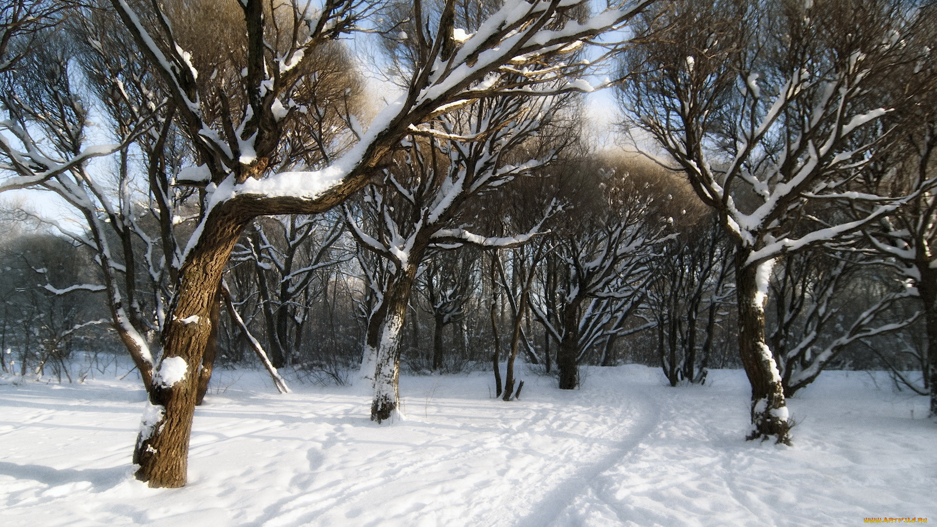 природа, зима, деревья, снег