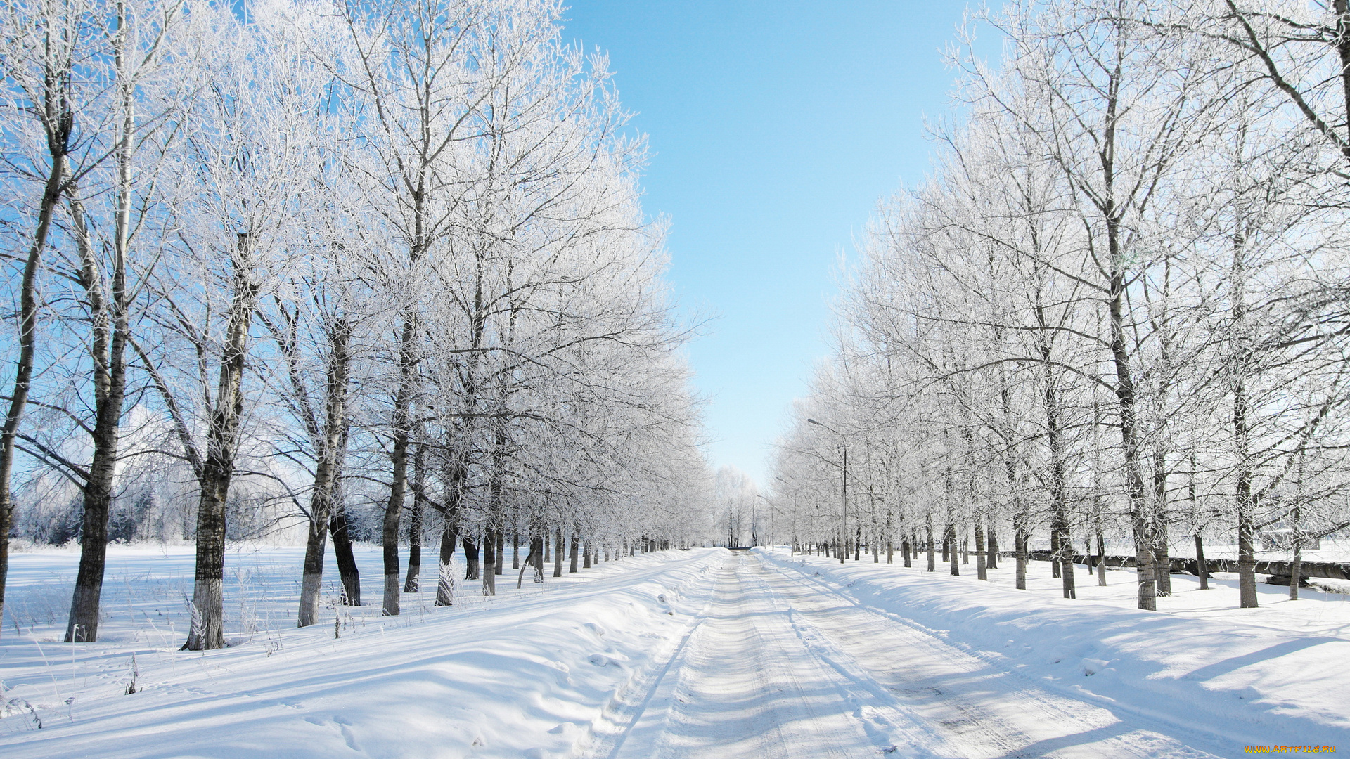 природа, зима, деревья, снег