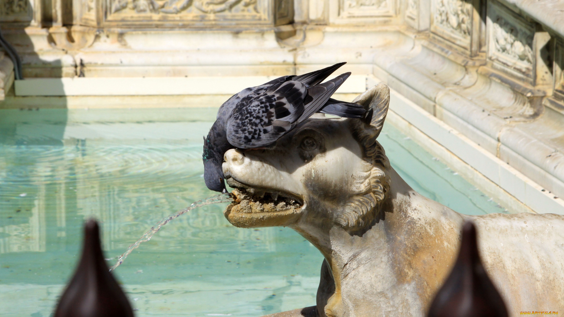 животные, голуби, голубь, фонтан