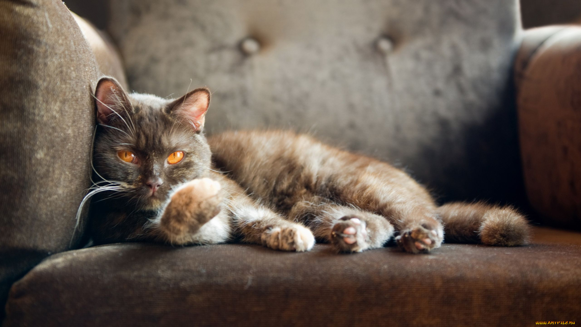 животные, коты, british, shorthair