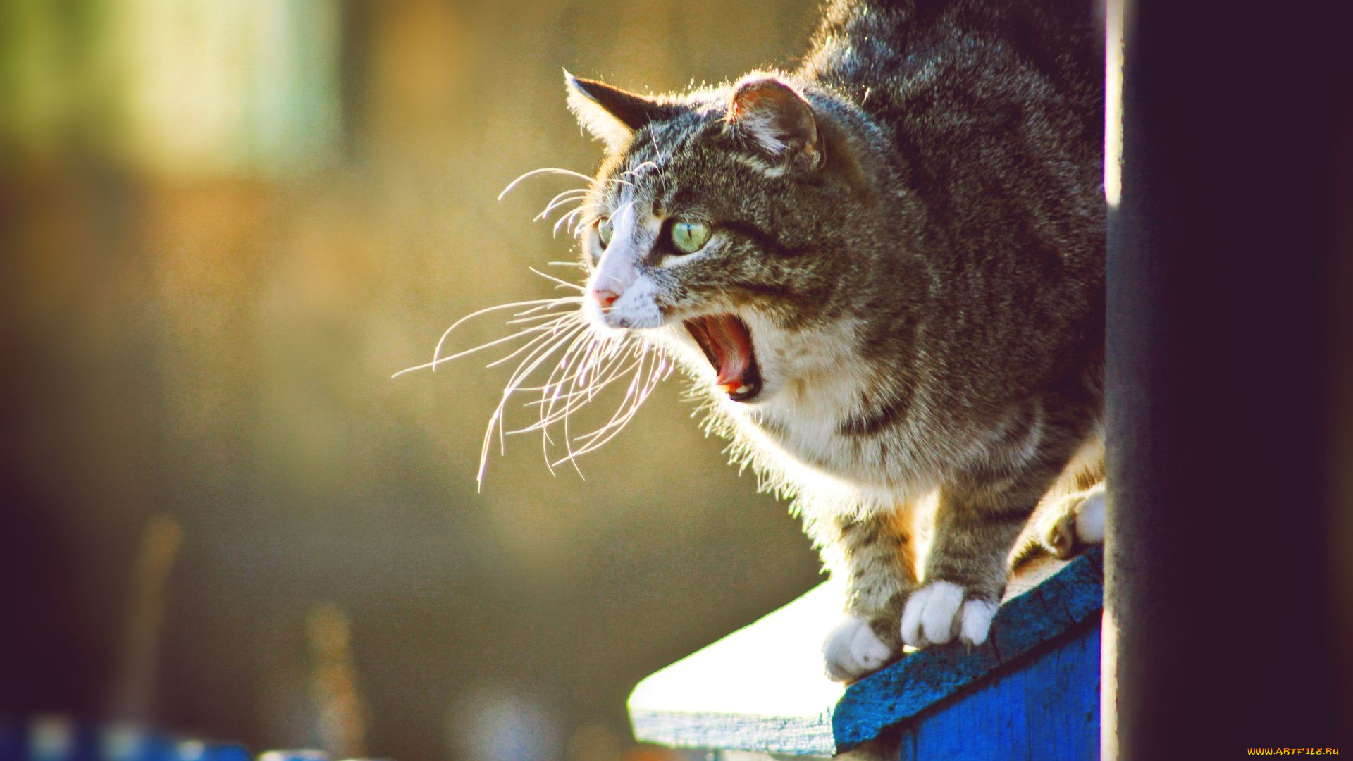 животные, коты, котэ