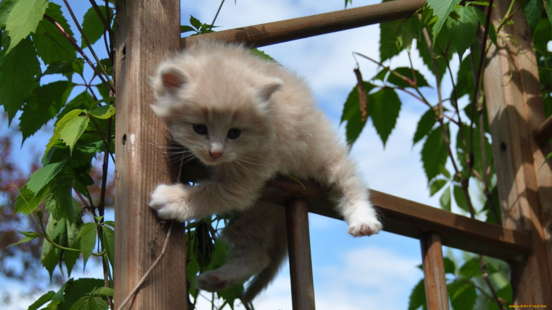 животные, коты, котёнок