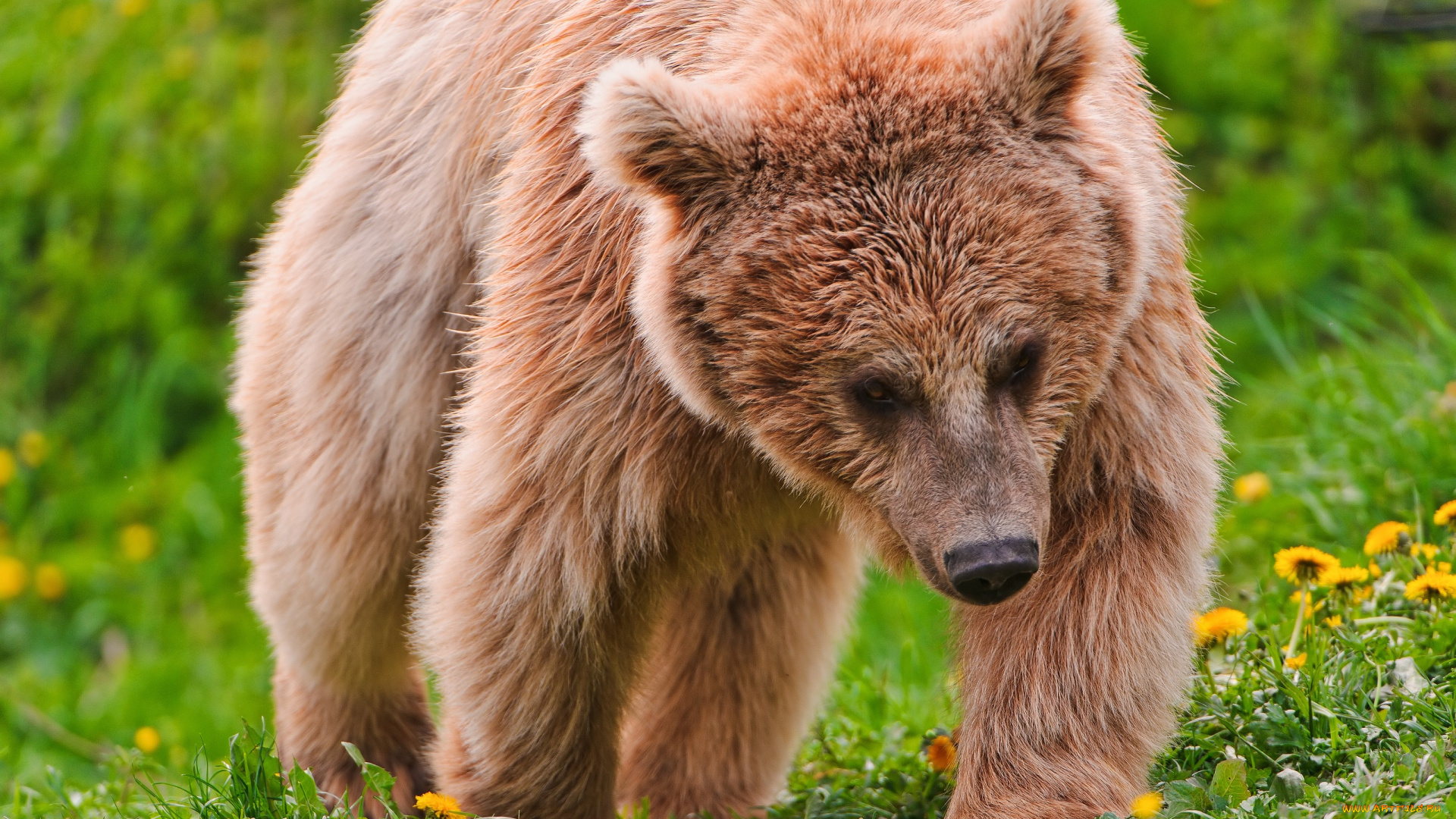 животные, медведи, большой, одуванчики, бурый