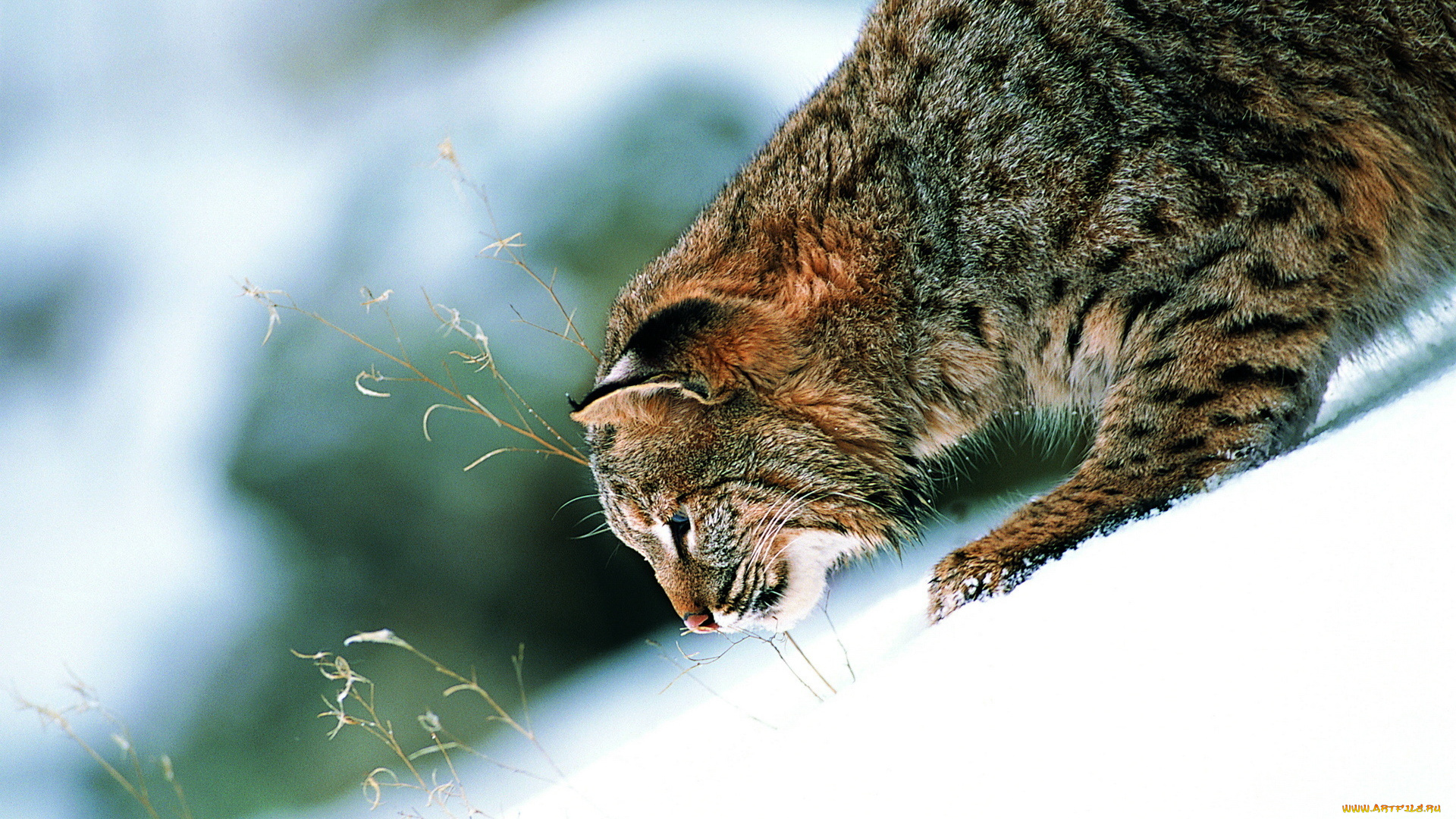 животные, рыси, снег, рысь