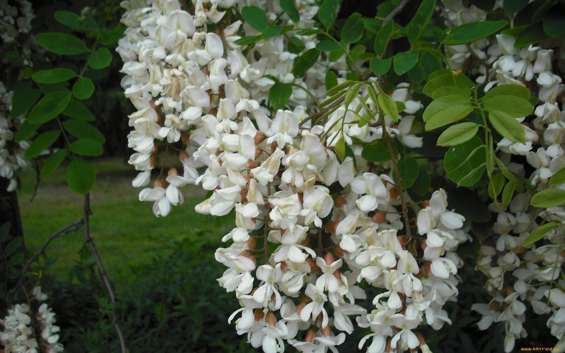 акация, цветы, гроздья