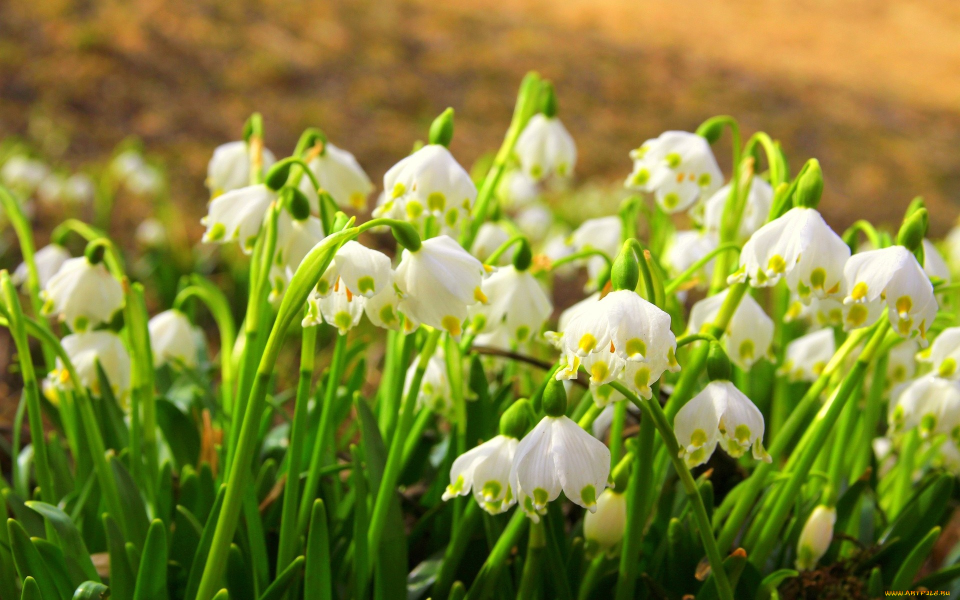 белоцветник, цветы, подснежники, белые