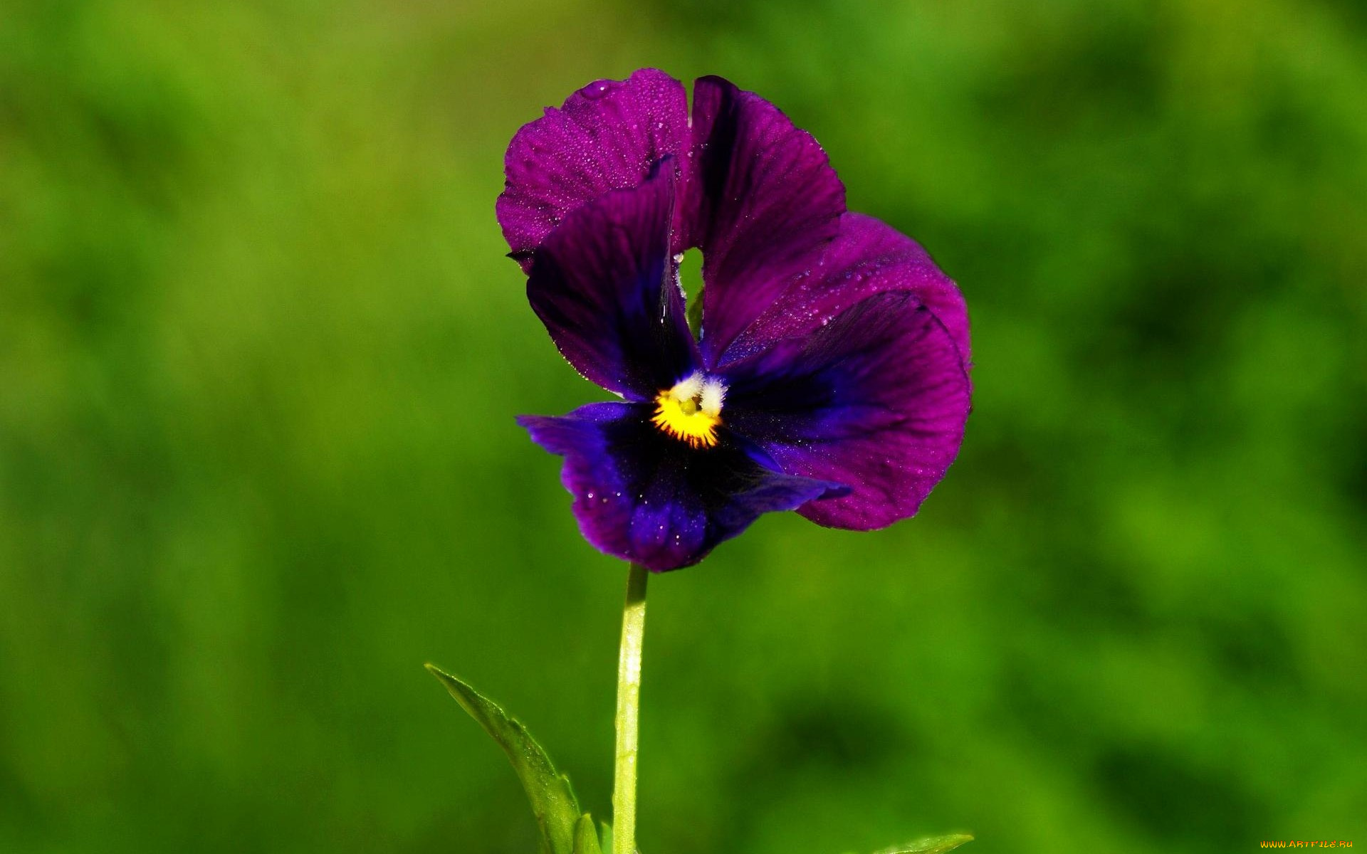 цветы, анютины, глазки, садовые, фиалки, двухцветный