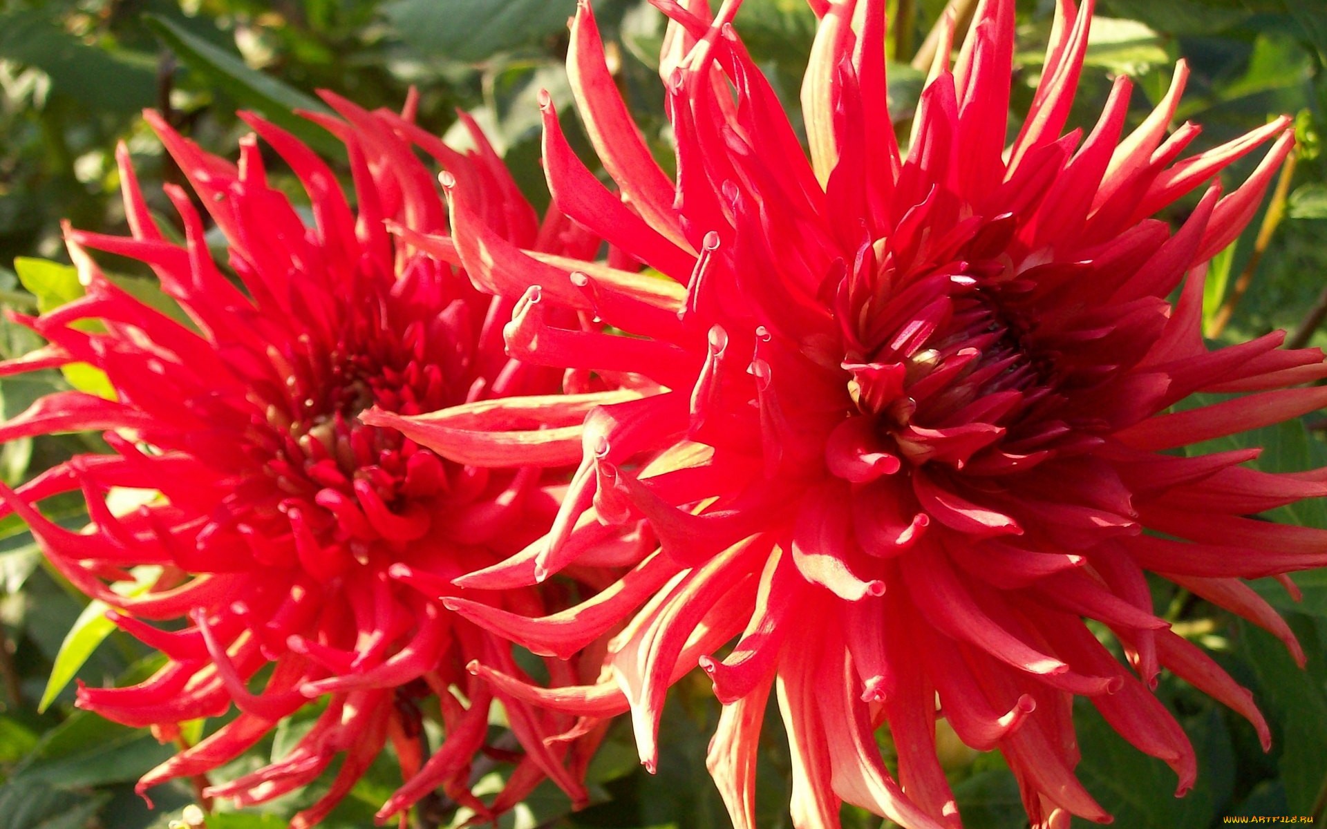 цветы, георгины, красные, яркие