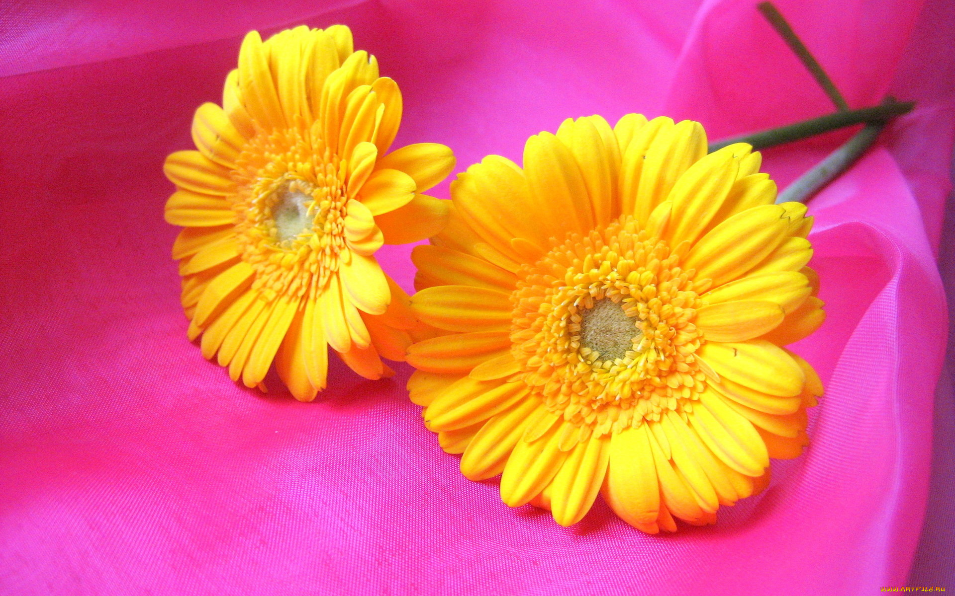 цветы, герберы, желтые