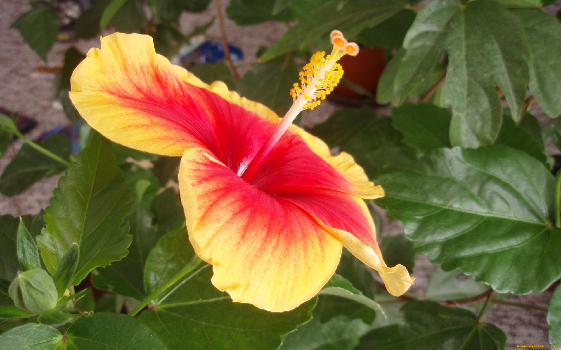 цветы, гибискусы, желто-красный
