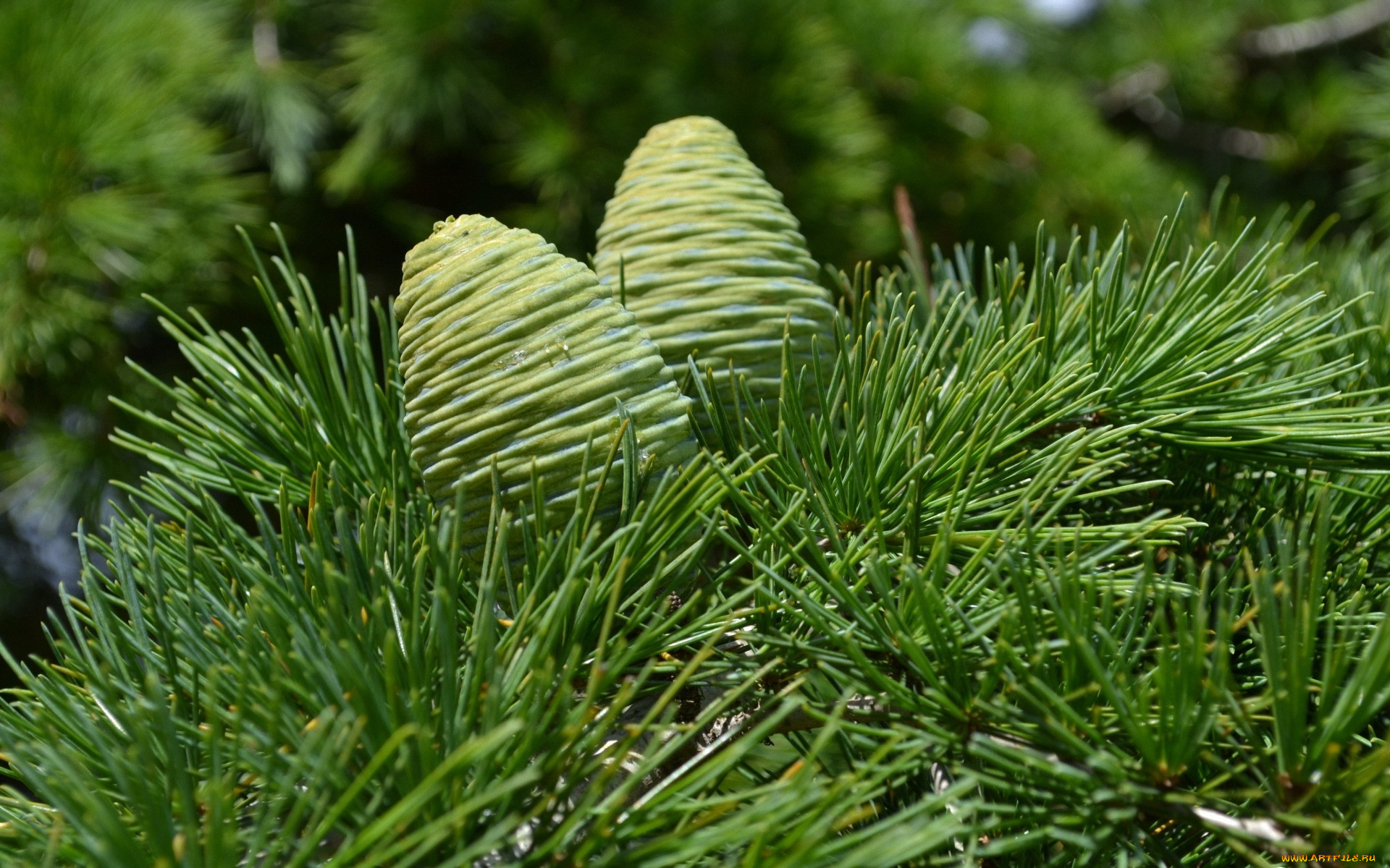 природа, шишки, жёлуди, каштаны, кедр, хвоя, зелёные