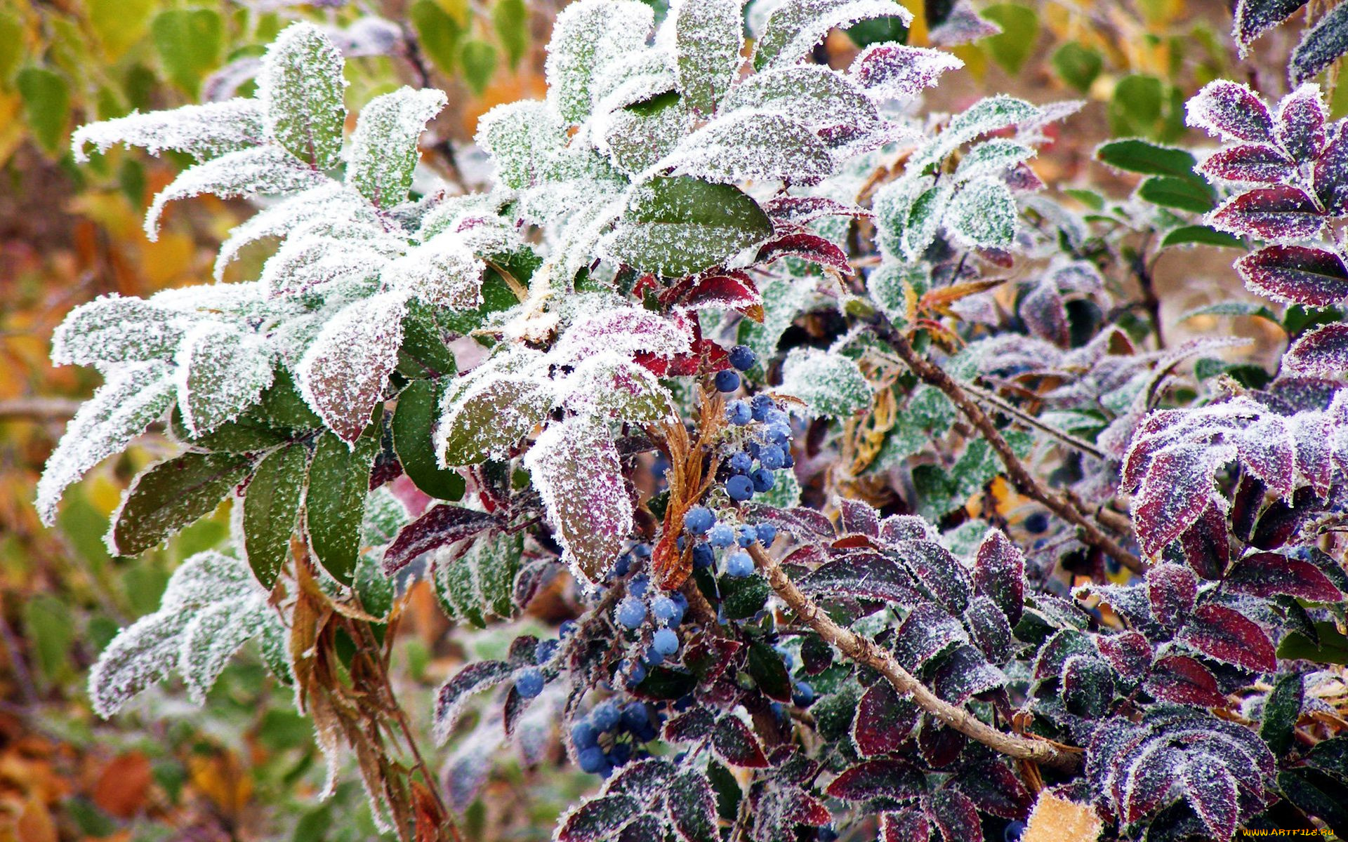 природа, Ягоды, иней