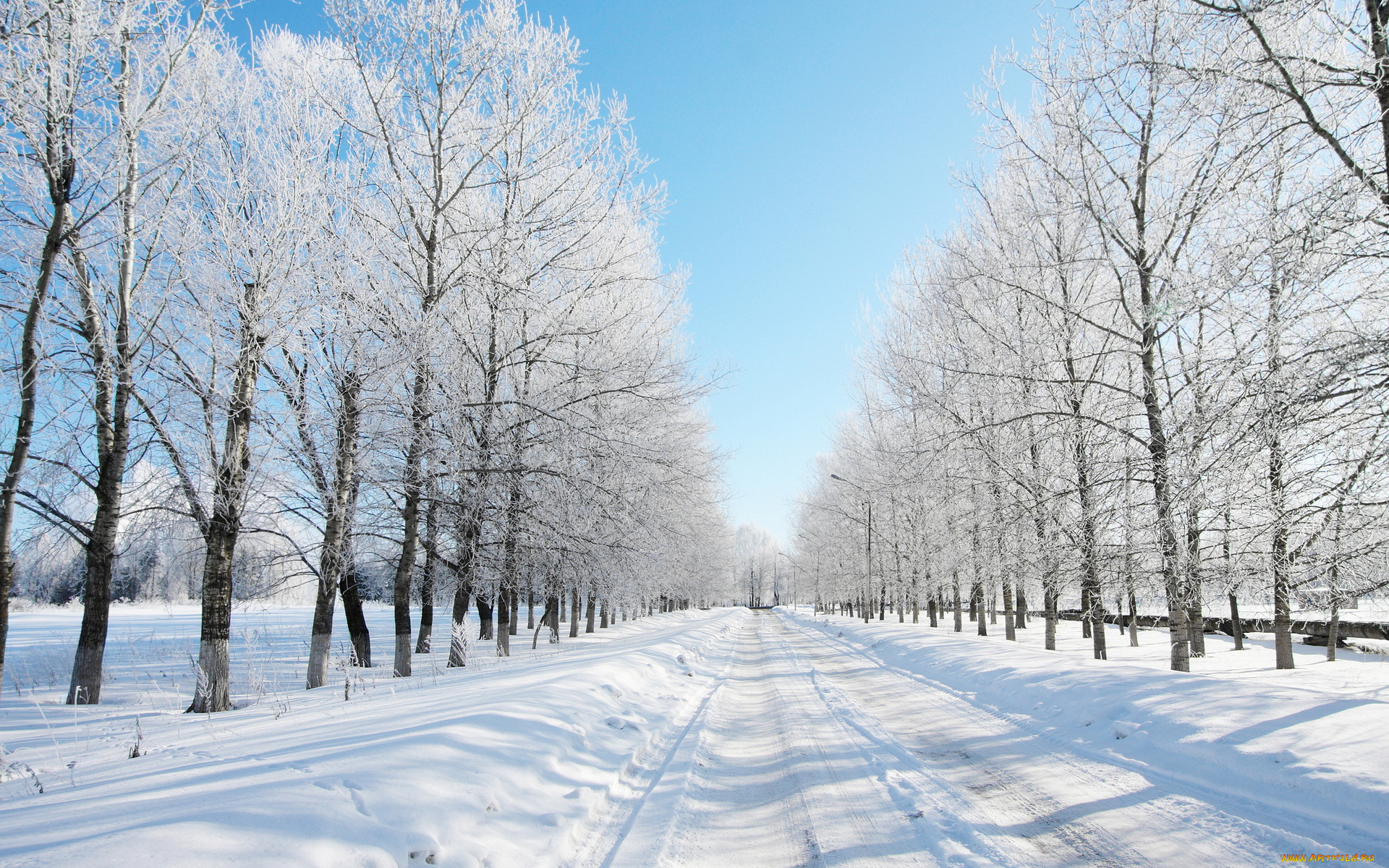 природа, зима, деревья, снег