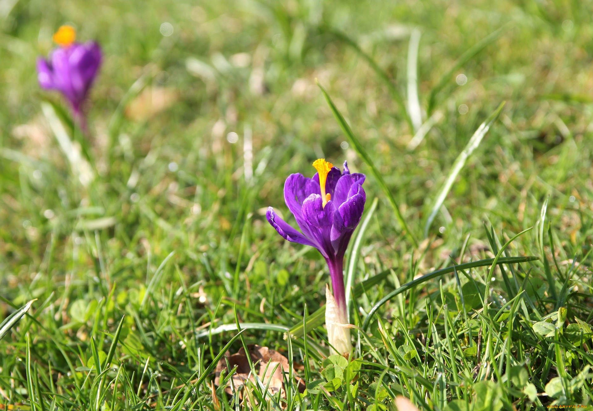 цветы, крокусы, лиловый