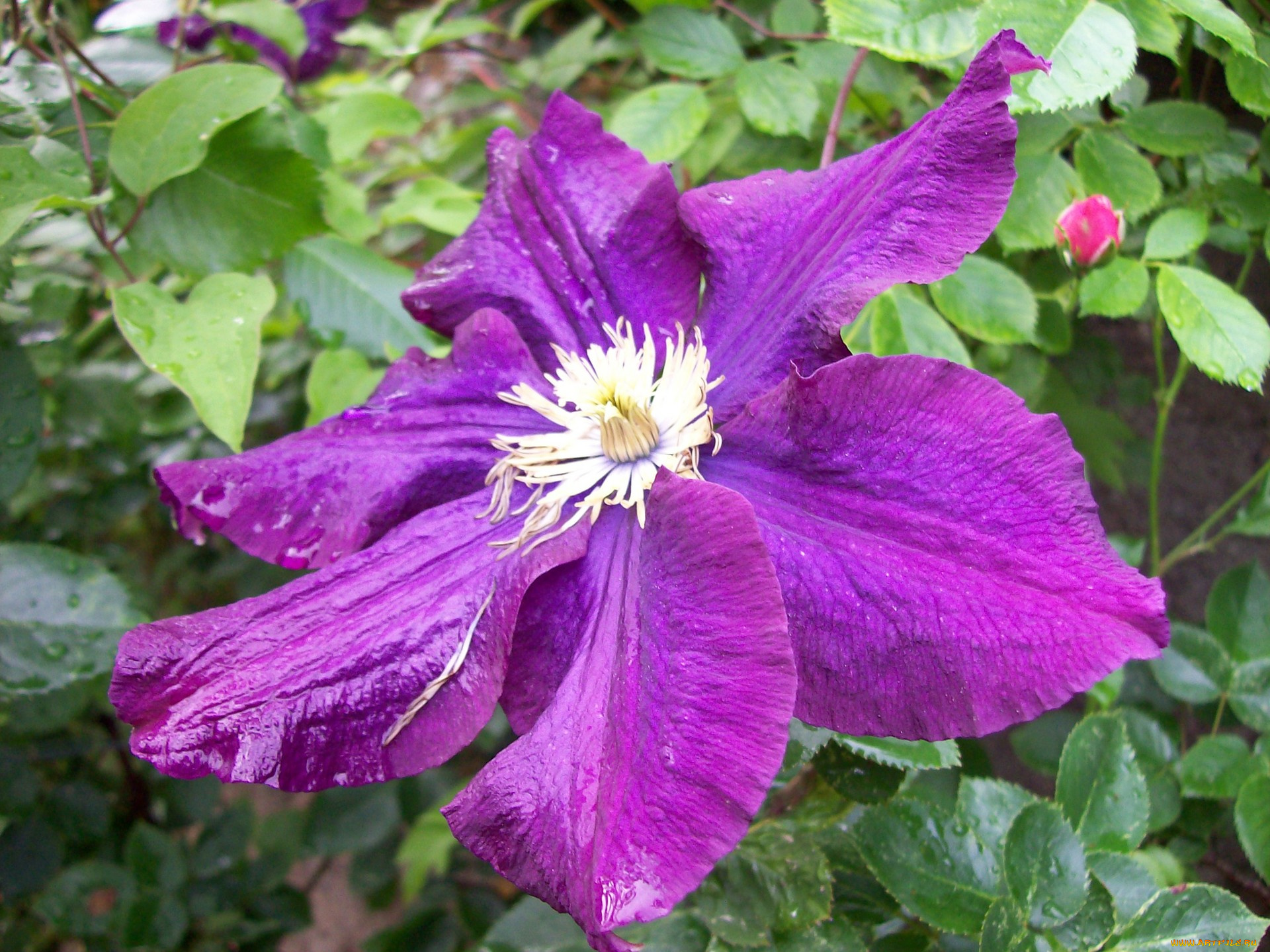цветы, клематис, ломонос, лиловый