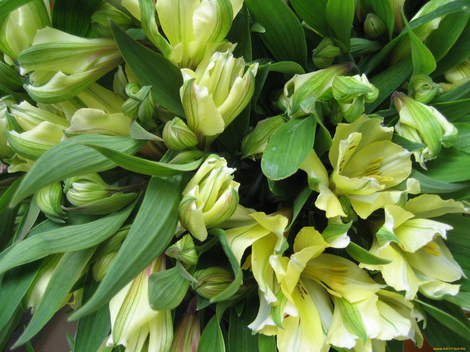 цветы, альстромерия, бутоны