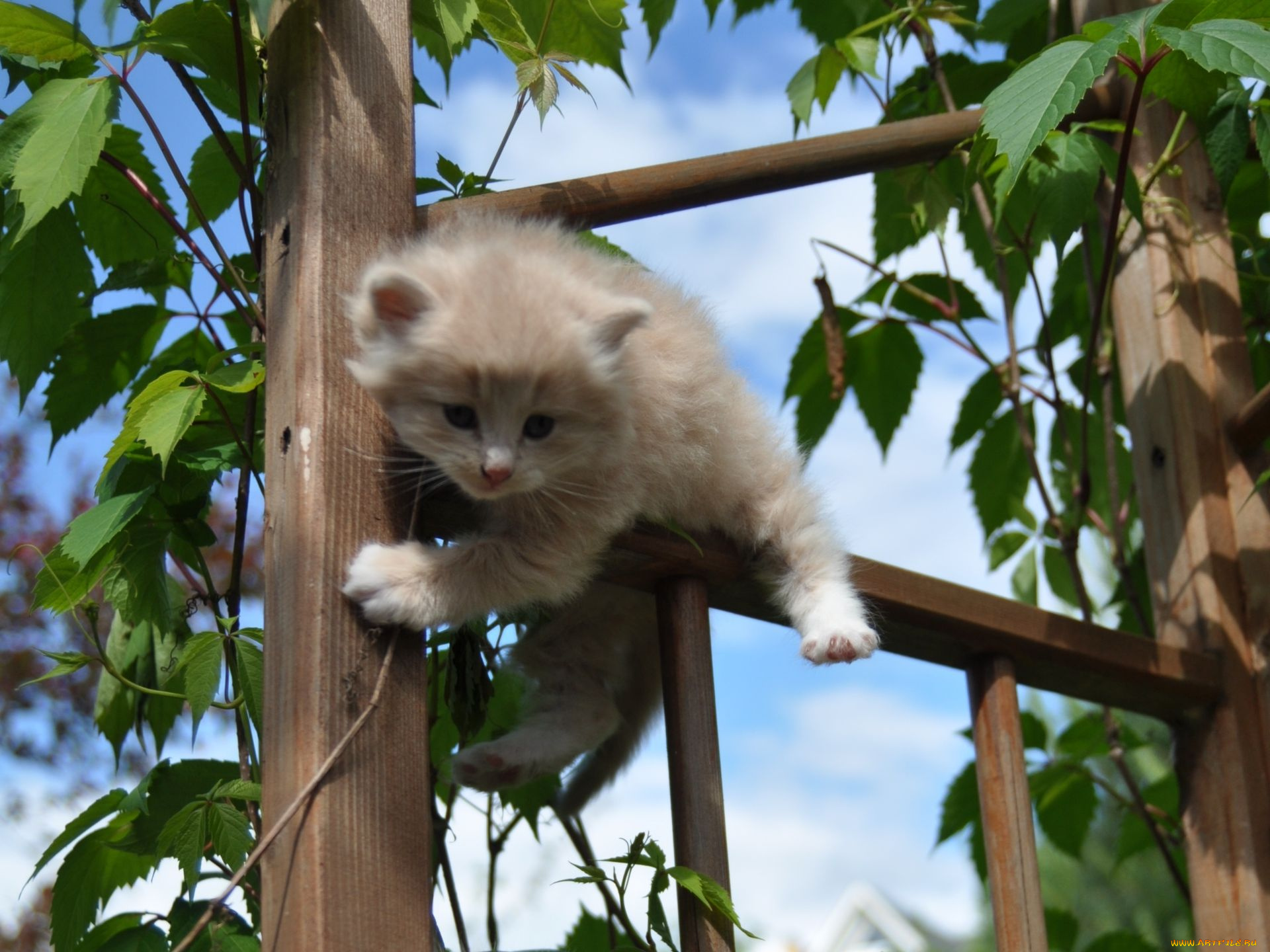 животные, коты, котёнок