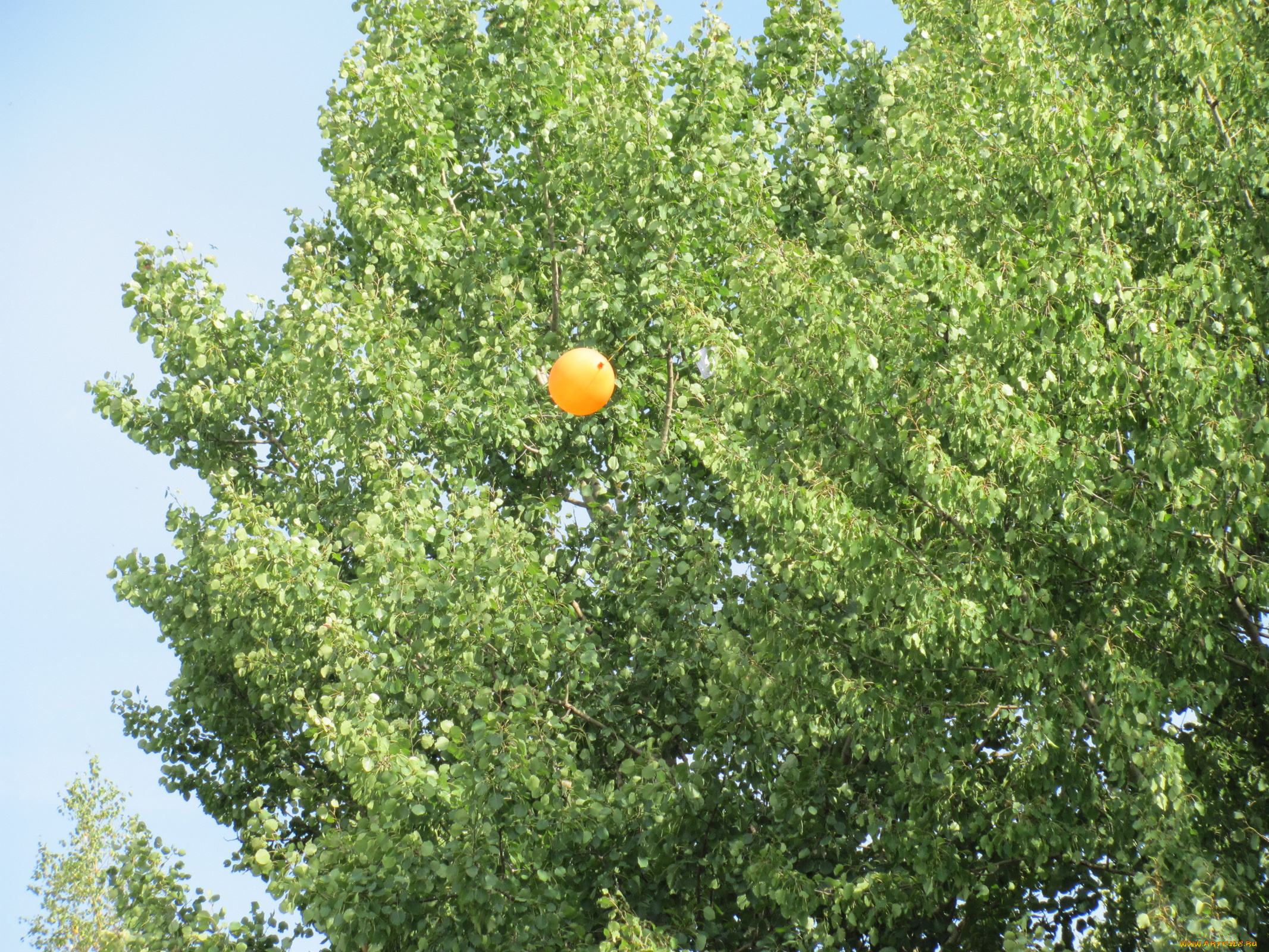 природа, деревья, дерево, шарик