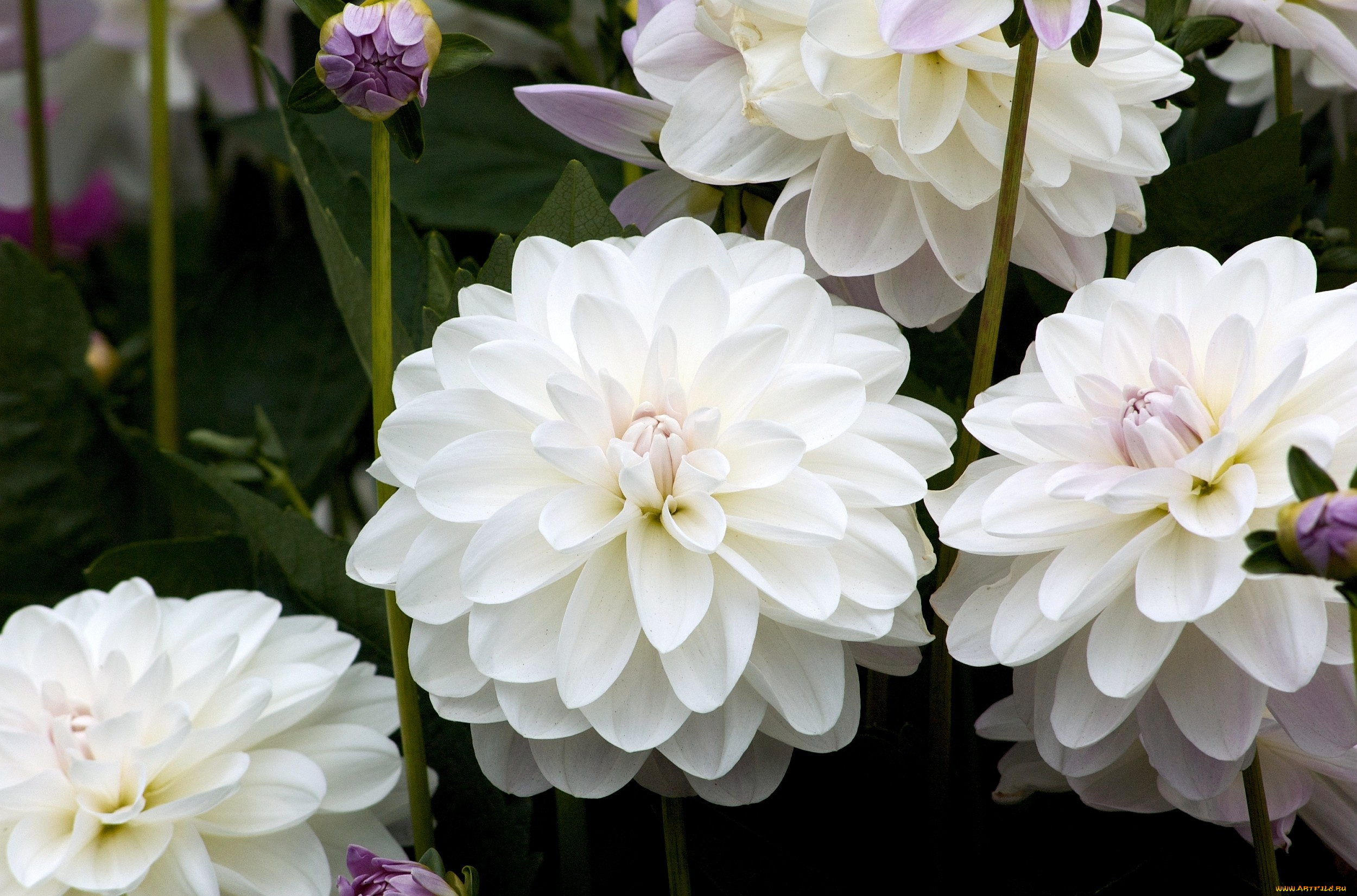 цветы, георгины, белый, круглый, много