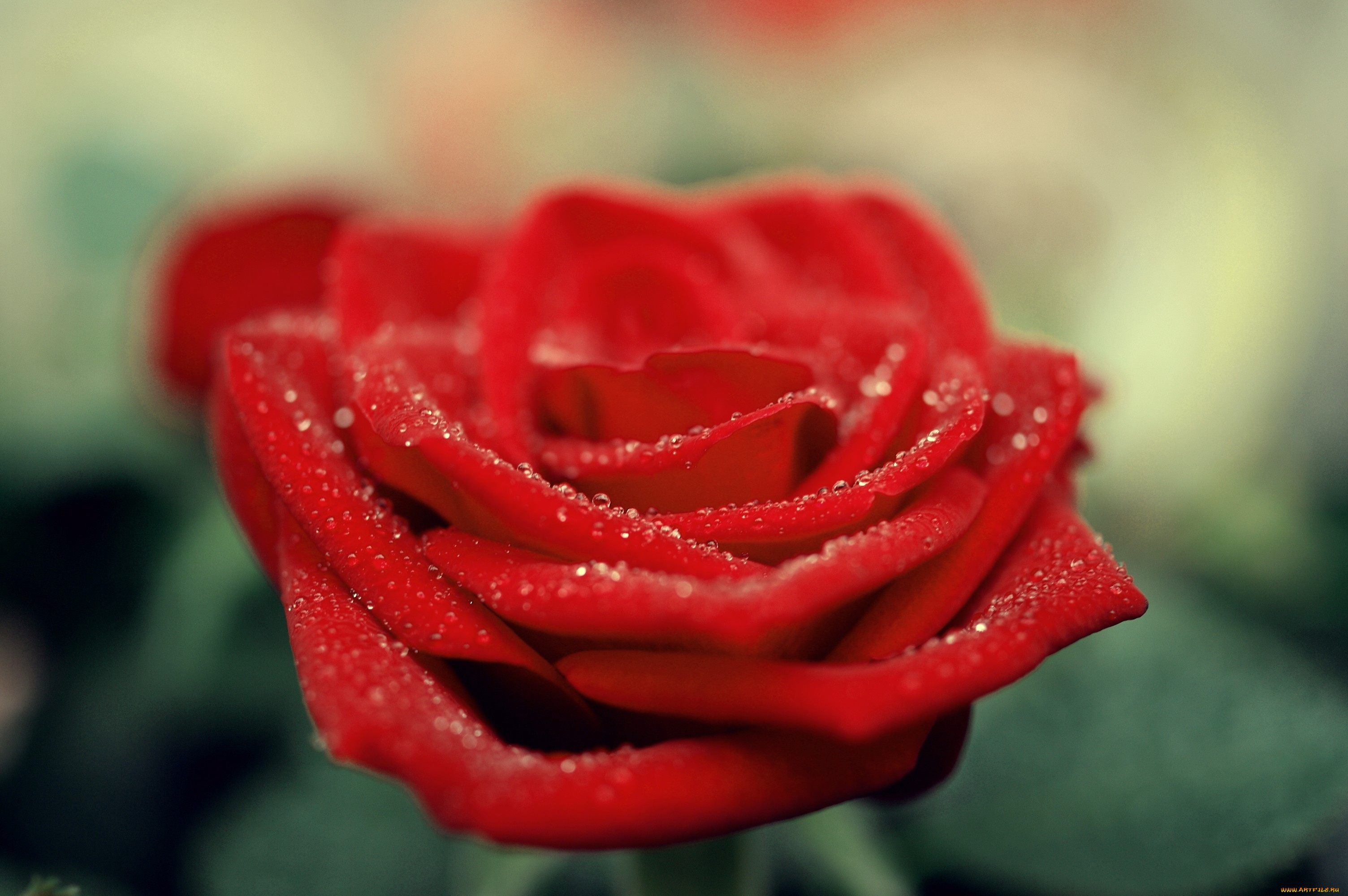 цветы, розы, капли, бутон, макро