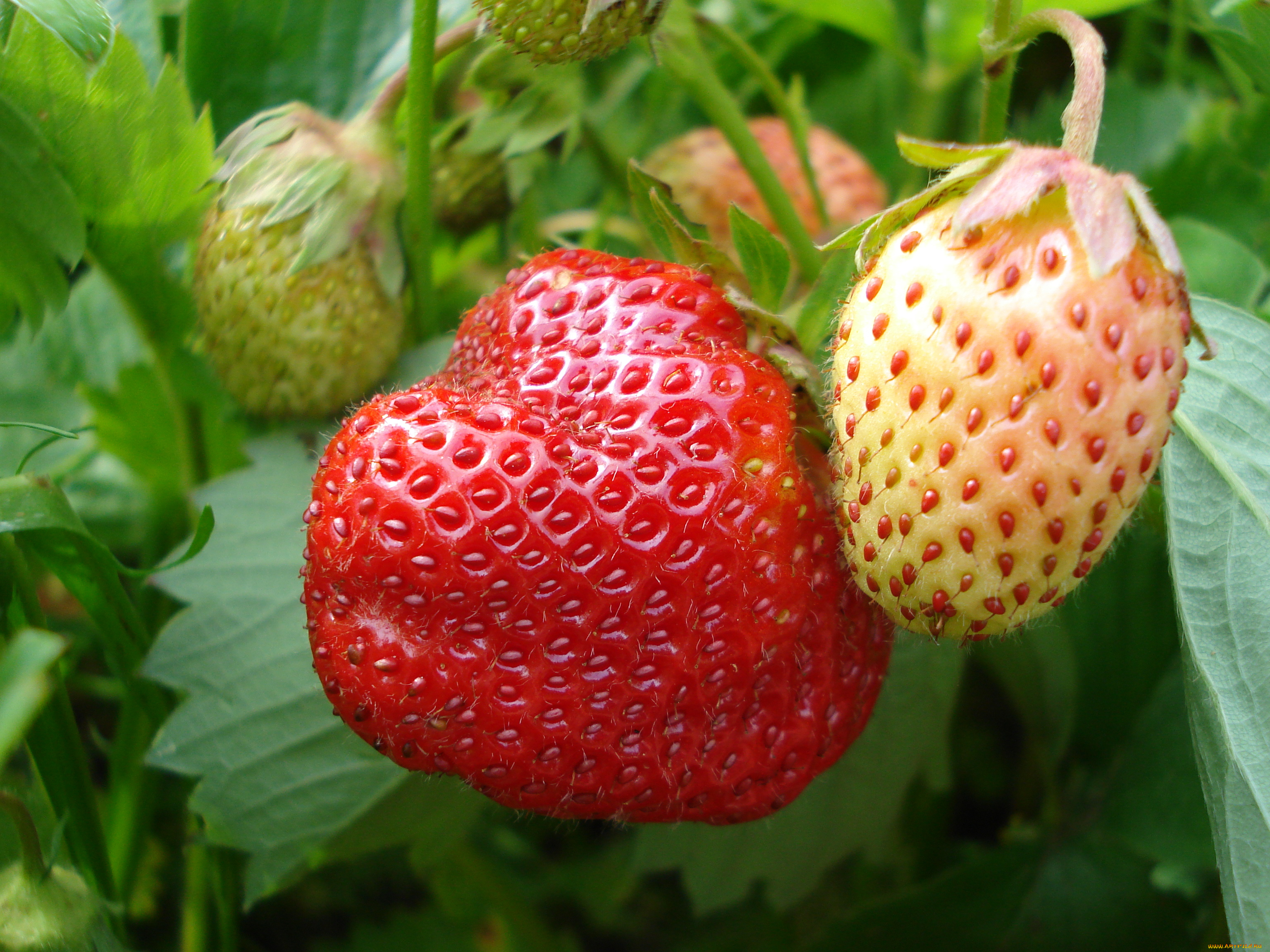 природа, Ягоды, клубника